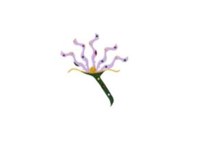 Penny Candy Flower Embroidery Design Review for Boutique Sweatshirts